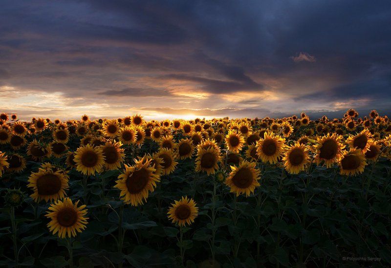 Закат, Подсолнухи, Поле ***photo preview