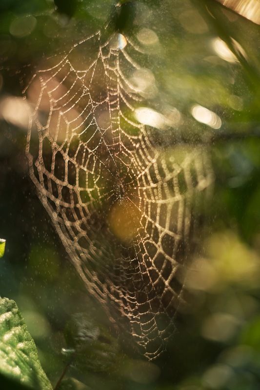 Паутинкаphoto preview