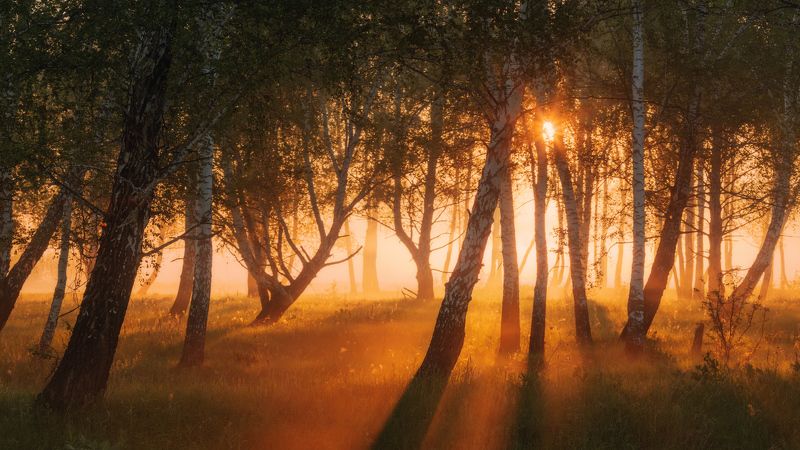 Очарованный лес фото превью