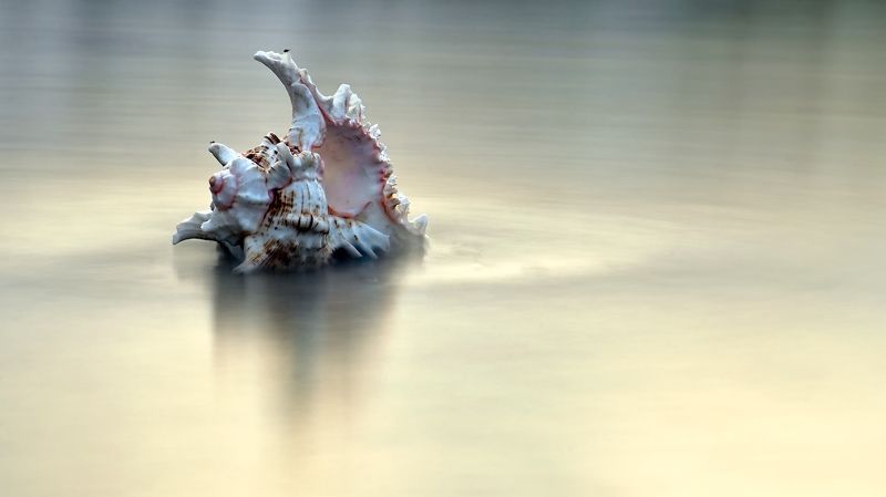 adventure, blue, blue hour, bright, capital city, close up, colorful, detail, estonia, europe, exploration, famous place, fragility, long exposure, nature, outdoor, sea, sea shell, shell, simplicity, softness, tallinn, tourist attraction, travel, travel d Shell фото превью
