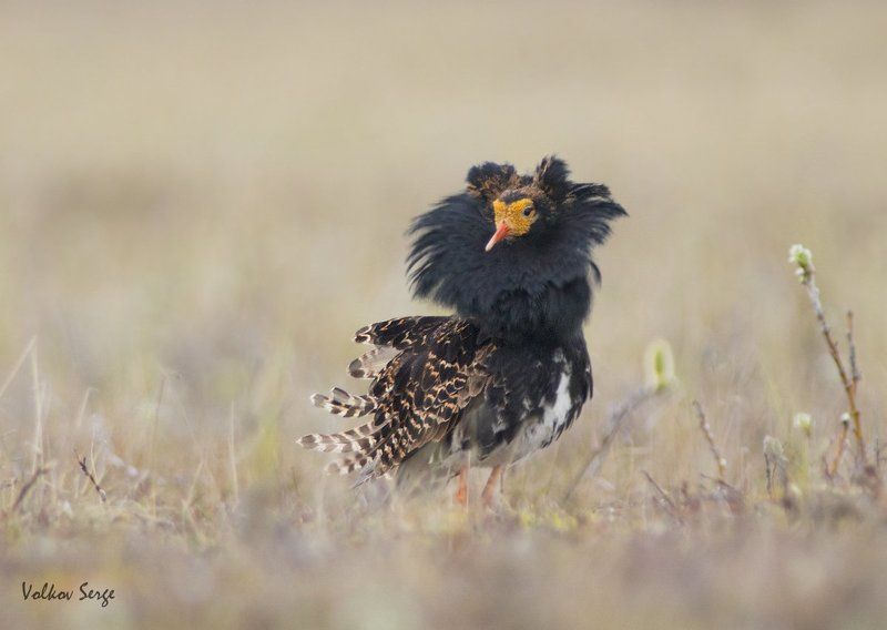 Philomachus pugnax, Арктика, Дикая природа, Кулик, Птицы, Север, Турухтан, Фотоохота Пижон!photo preview