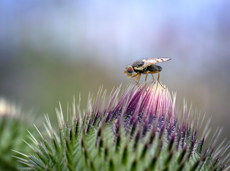 Царь горыphoto preview