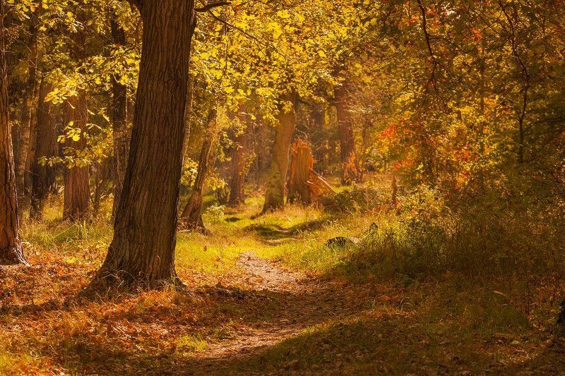 фото, осень, рязань, краски, цвет, природа Краски осени.photo preview