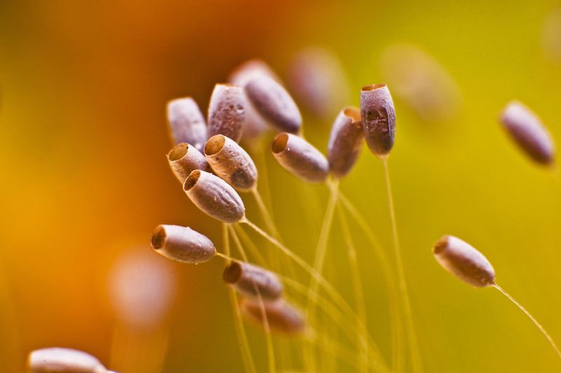 природа, яйца, златоглазка, татарстан, россия, макро, макросъемка, животные, насекомое, насекомые, осень, сентябрь Осенние краскиphoto preview