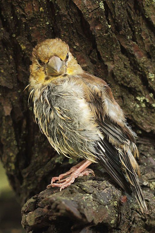 Суровый малышphoto preview