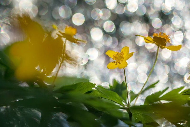 ветреница, цветы, природа, дикая природа, боке, желтый, растения, макро Ветреница лютиковаяphoto preview