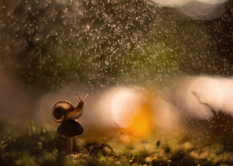 На закате дняphoto preview