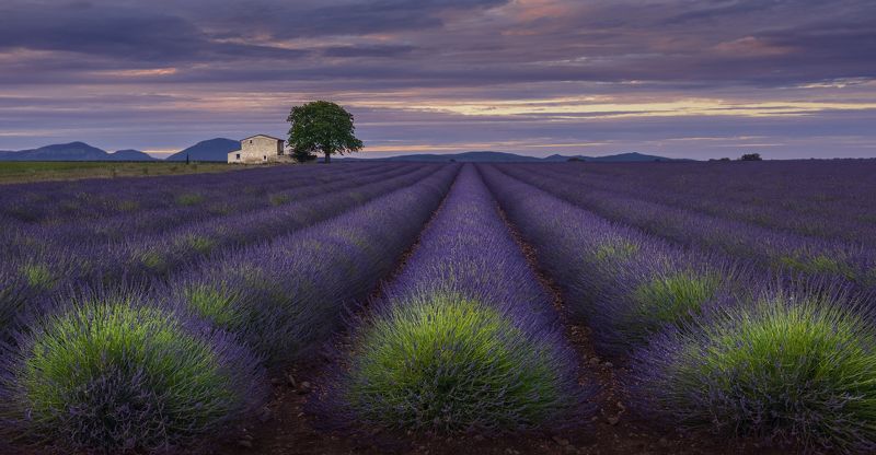 прованс, provence Лавандовые вечераphoto preview