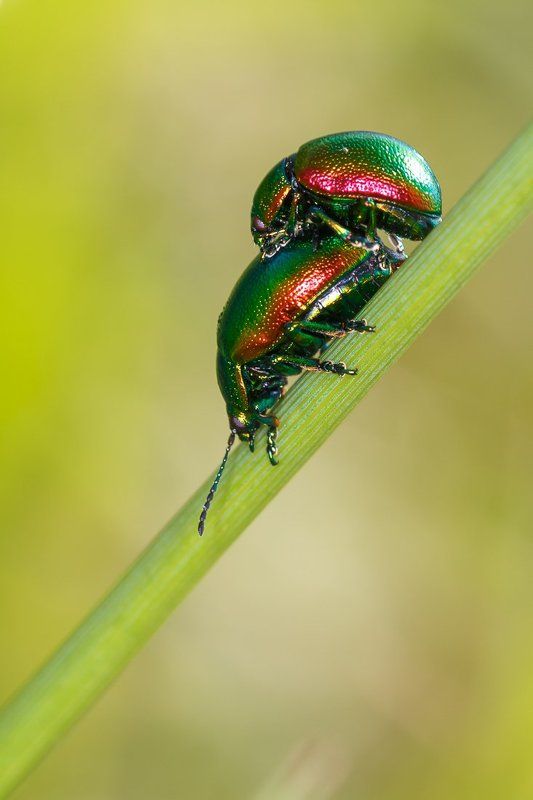 Make love )photo preview