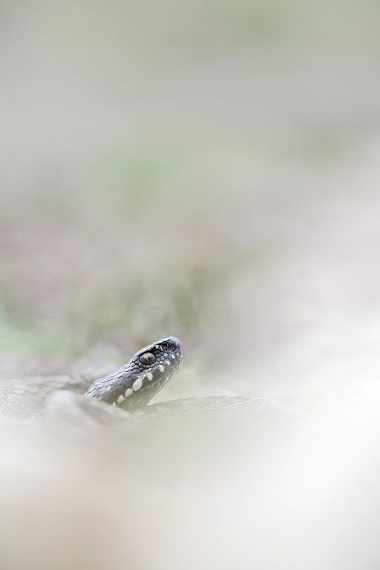 степная гадюка ***photo preview