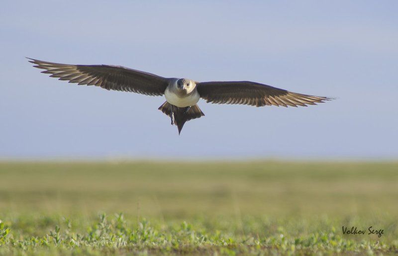 Stercorarius parasiticus, Арктика, Поморник, Птицы, Север Хозяин тундрыphoto preview