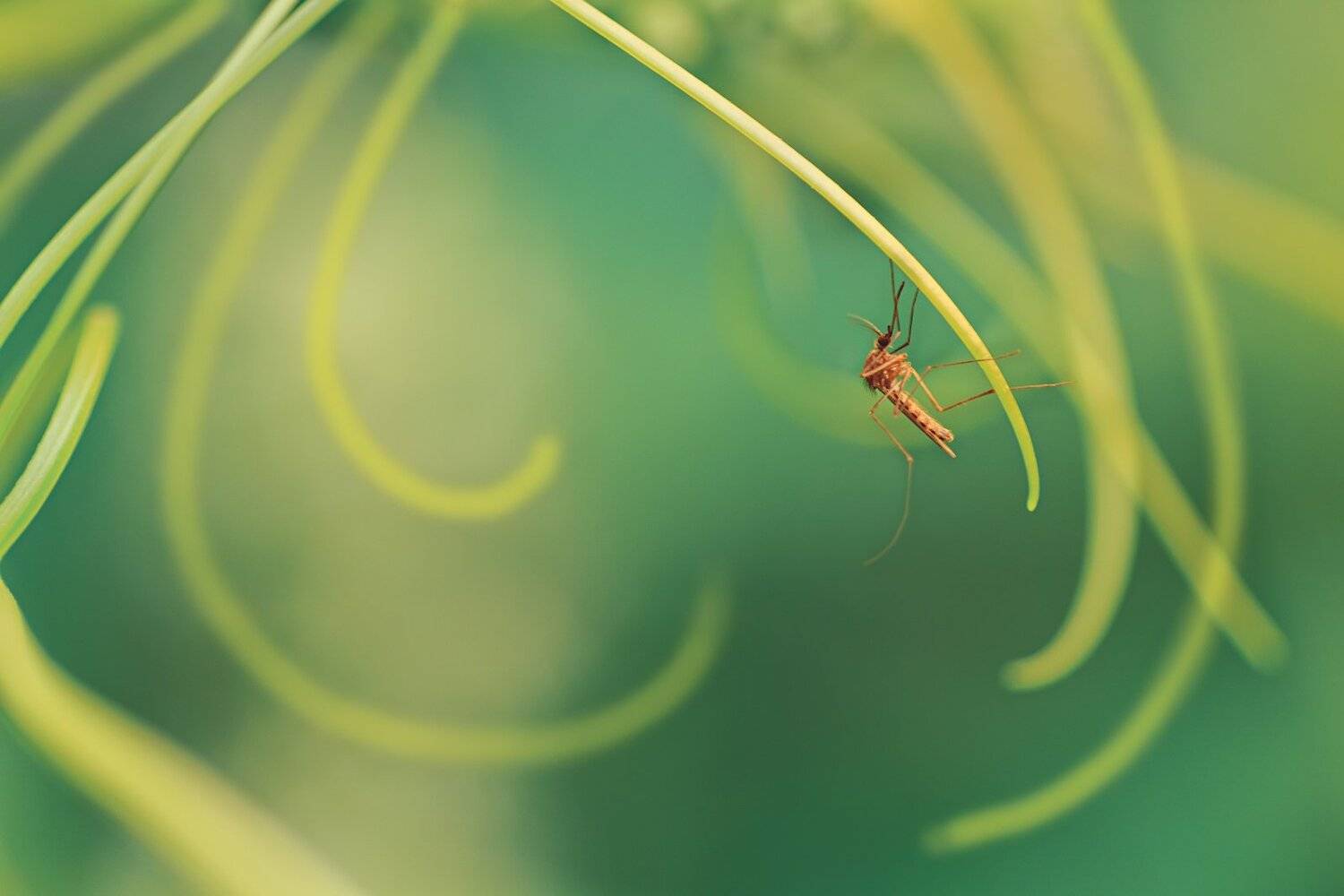 Под листвой. Автор: Юрий Котов Жук, Зелень, Комар, Крылья, Лист, Стебель, Юрий Котов
