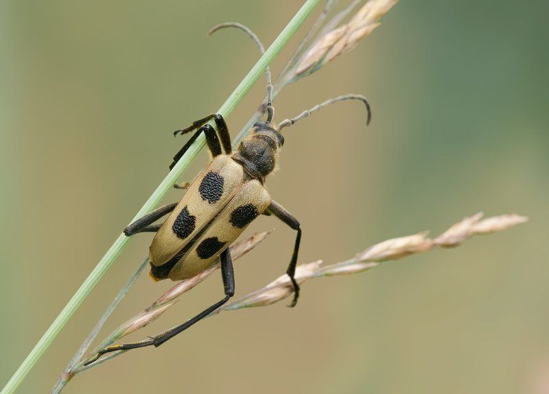 Жук, Макро, Трава Эквилибристphoto preview