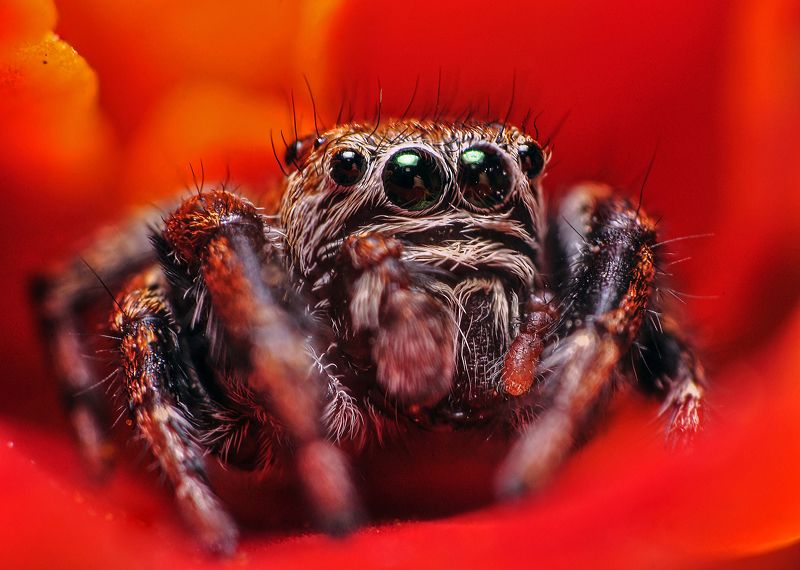 дикие животные, животные, крупным планом, макро, макросъемка, паук, паук-скакун, природа, россия, татарстан, членистоногие Паучищеphoto preview