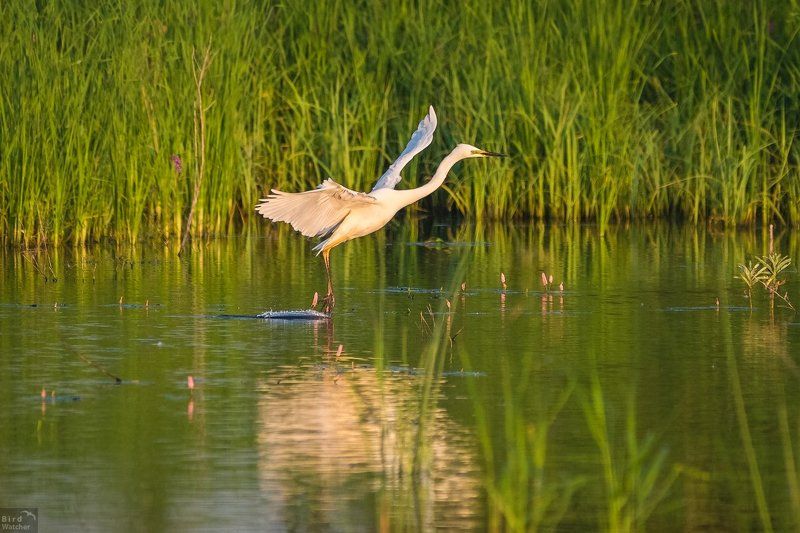 ardea alba, birds, nature Soft touchphoto preview