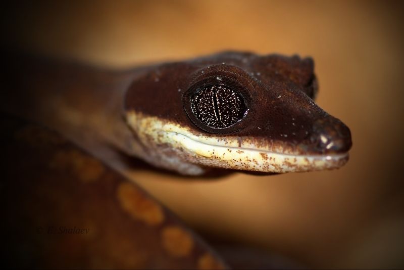 Aeluroscalabotes felinus, Geckos, Lizards, Reptilia, Геккон, Кошачий эублефар, Рептилия, Ящерица Кошачий эублефар - Aeluroscalabotes felinusphoto preview