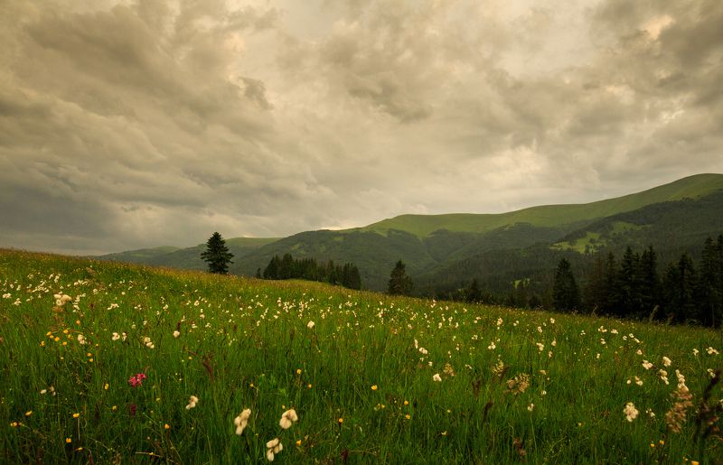 Лето в Карпатахphoto preview