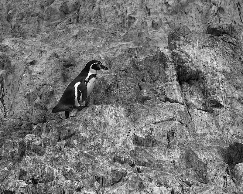 Балестас, Перу, Пингвин, Скалы Путникphoto preview