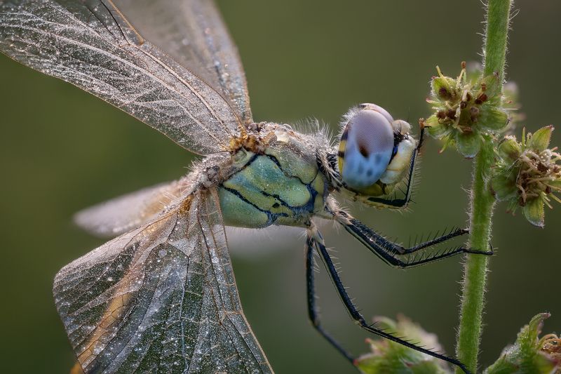 Спящая красавицаphoto preview