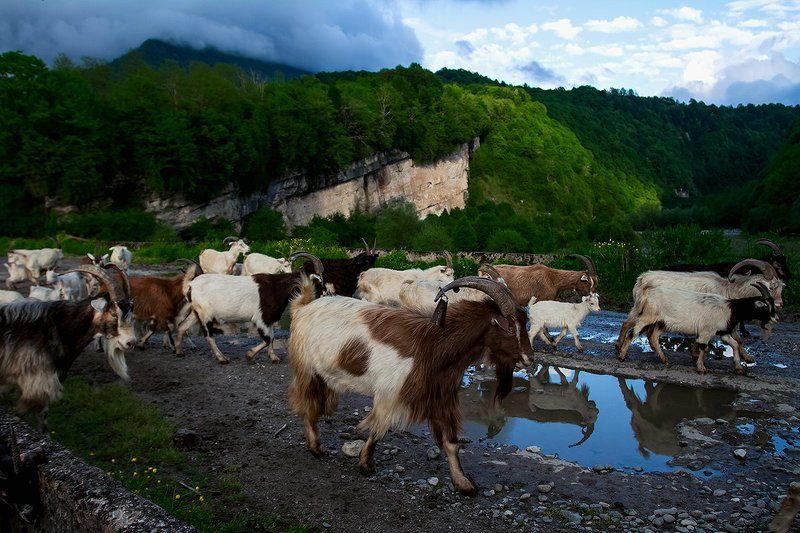 море абхазия горы небо пейзаж закат путешествия отдых  Козы photo preview