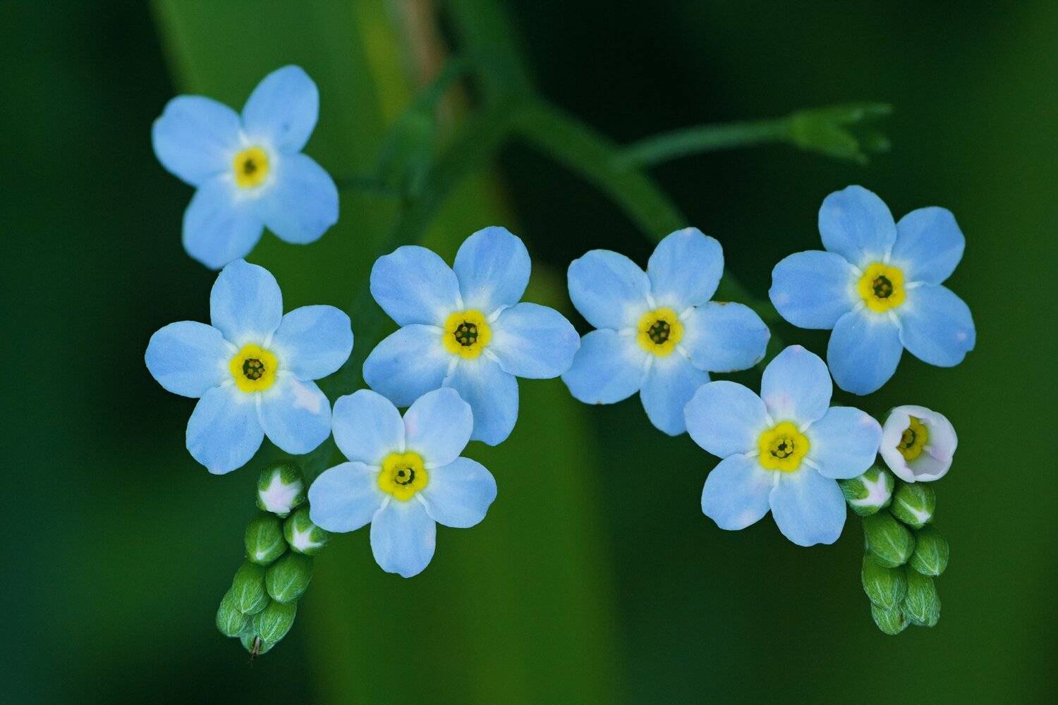 Бутон, Зелень, Листья, Стебель, Цветы, Юрий Котов