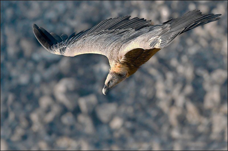 Кайф ... Вижу цель ...photo preview