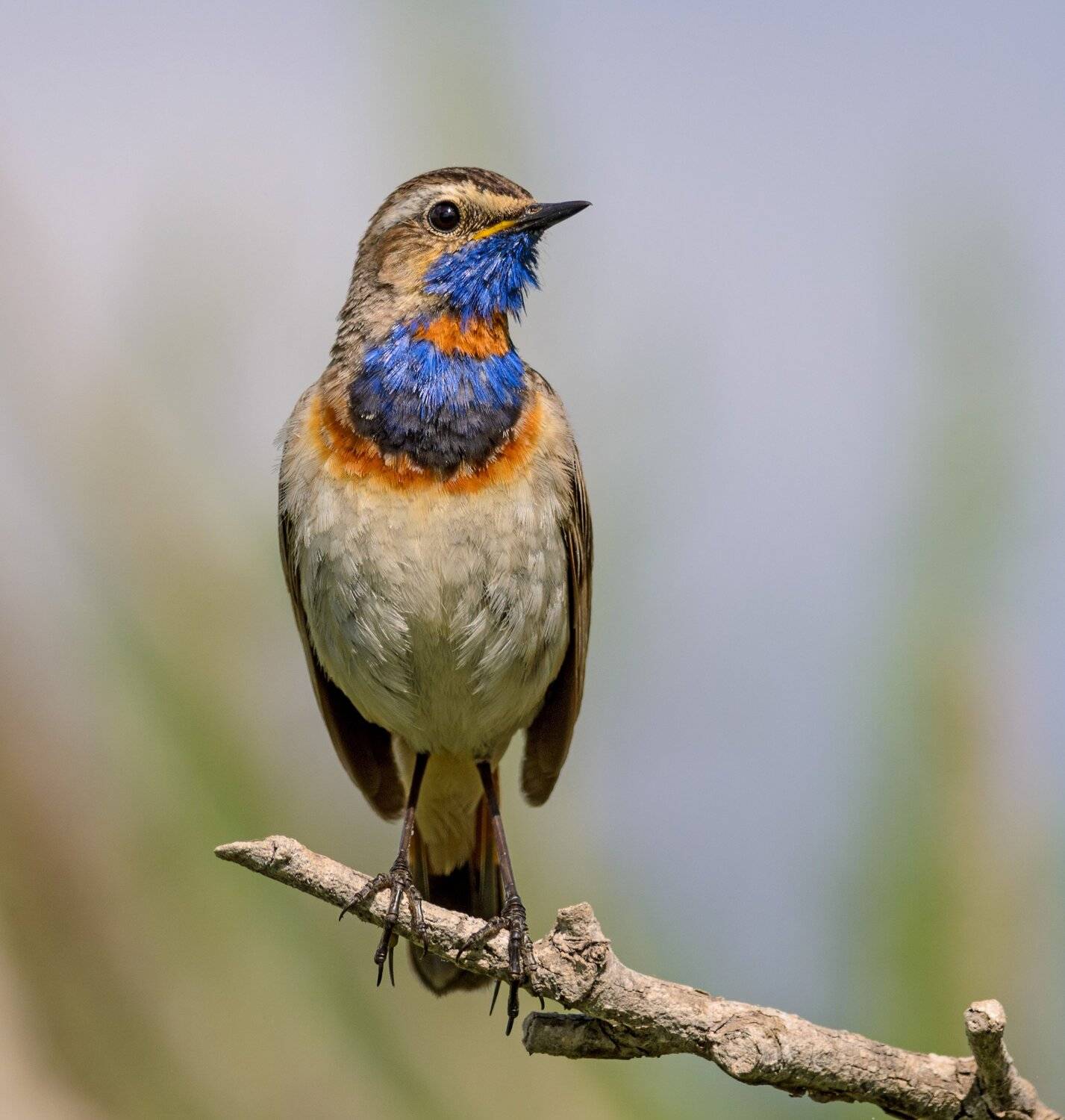 варакушка. Автор: алексей овчинников , алексей овчинников