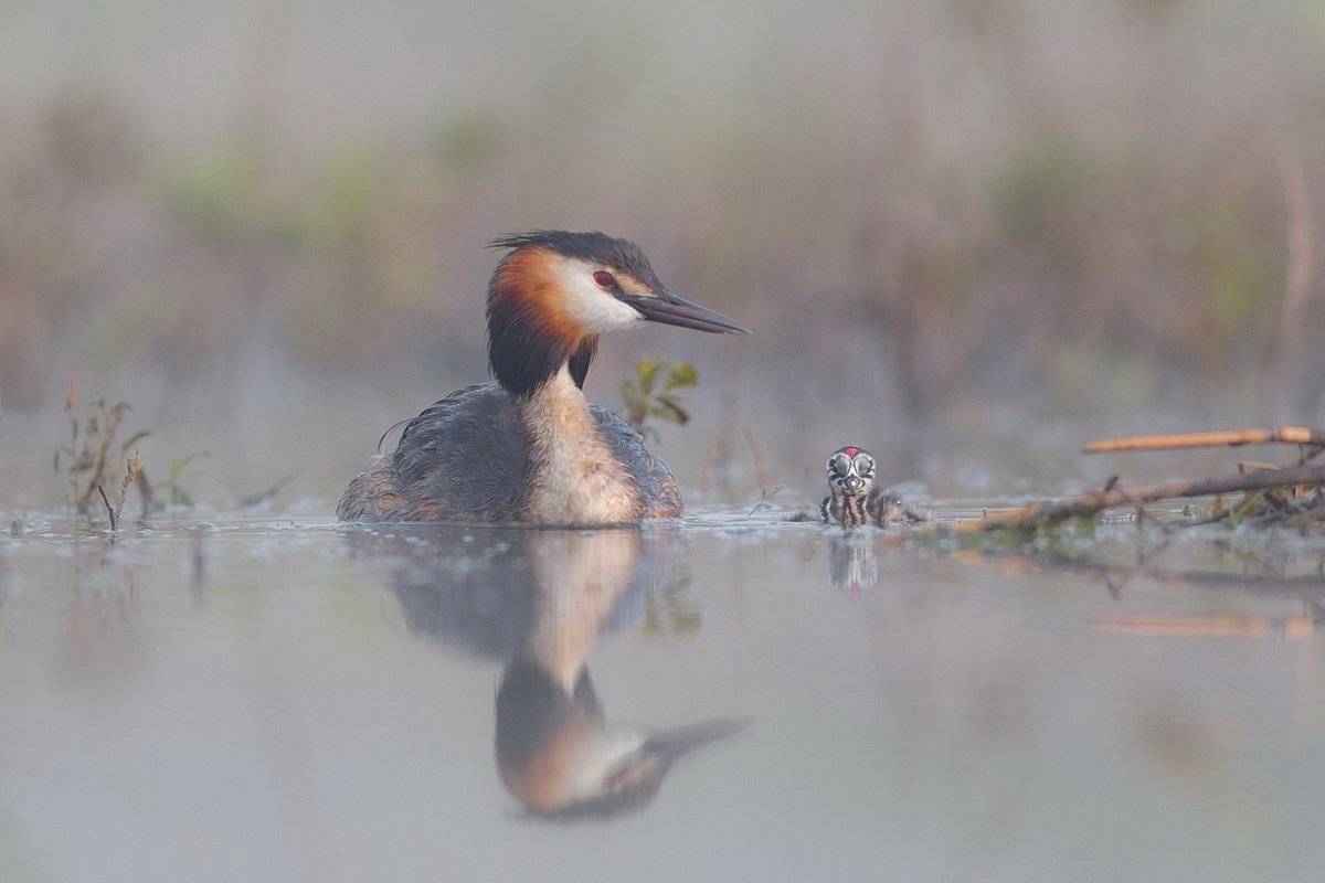 , Дмитрий Вилюнов