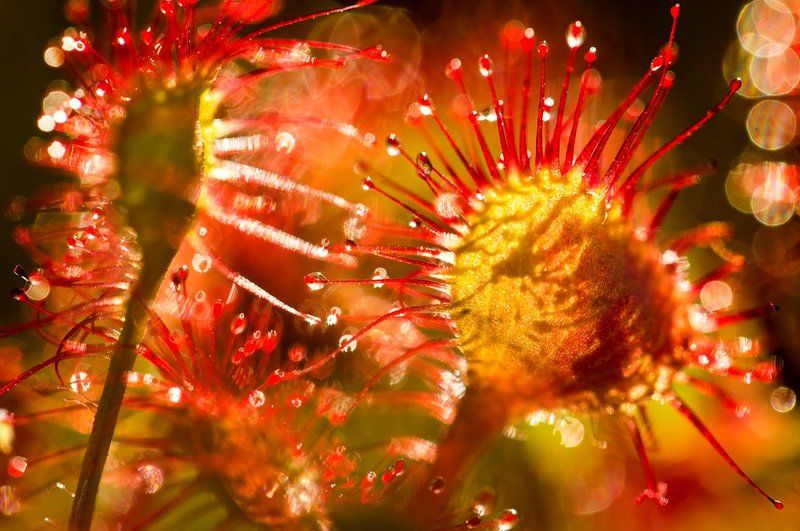 росянка, растения, цветы, флора, природа, дикая природа, макро, макросъемка Росянкаphoto preview