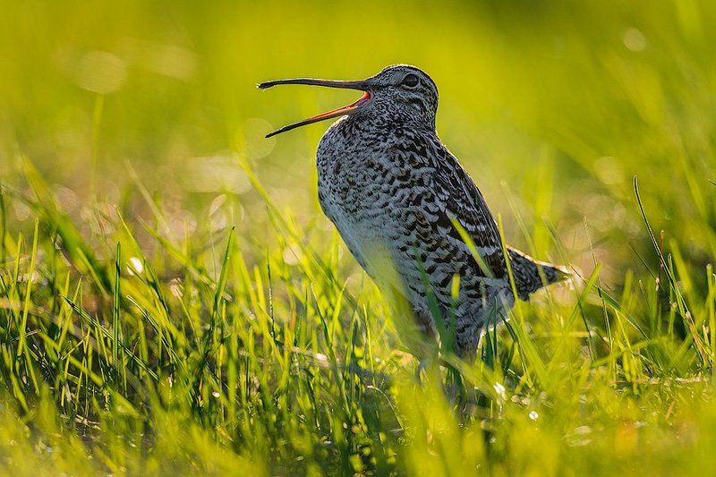 Дикая природа россии, Токующий дупель Гимн веснеphoto preview