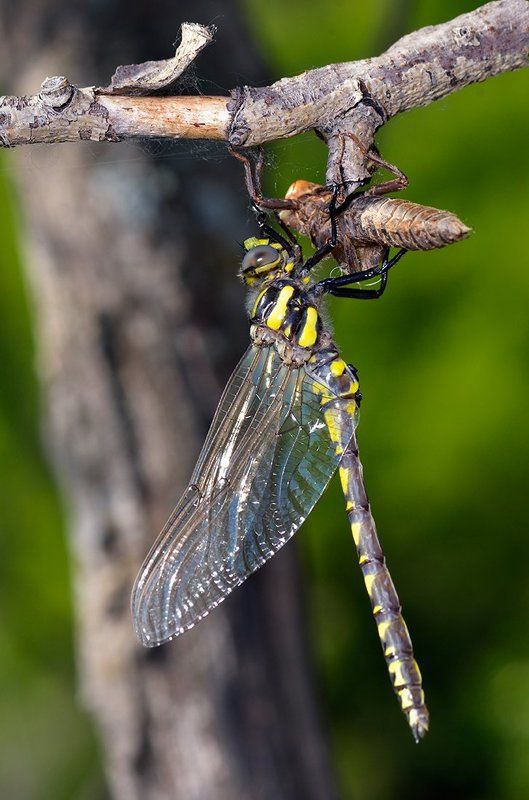 macro. close-up, nature Выход в большой мирphoto preview