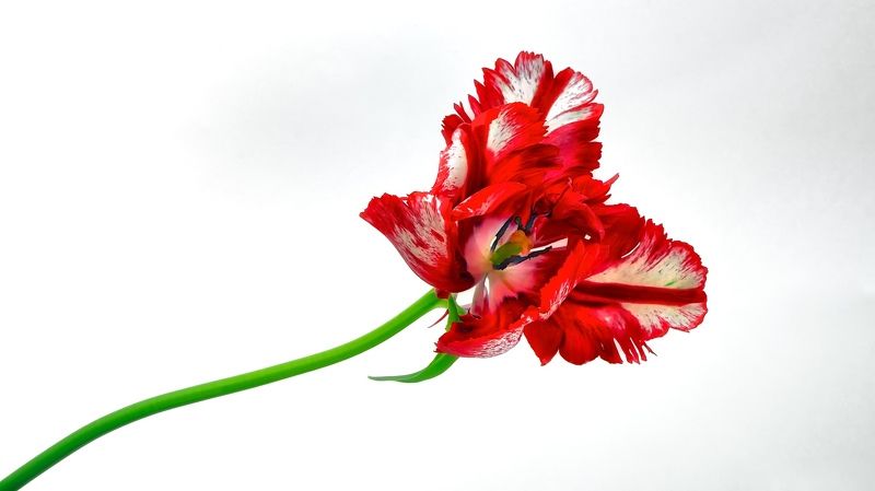 art, white background, bright, blossom, city life, close-up, white, light, delicate, estonia, europe, flower, garden, macro, tulip, nature, outdoor, simplicity, spring, red, tallinn, urban, frangible, plant, colorful, Tulip фото превью