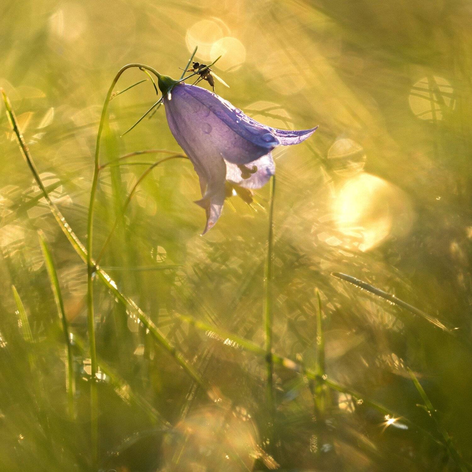 колокольчик,трава,цветы,цветок,природа,макро,bell,nature,plants,flower,macro,bokeh,боке, Александр Иванов