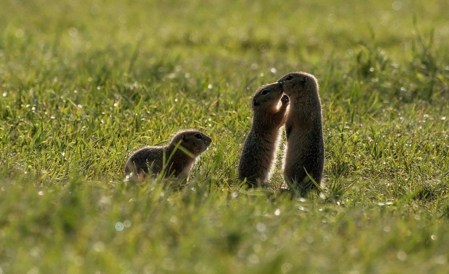 , Марина Фомина