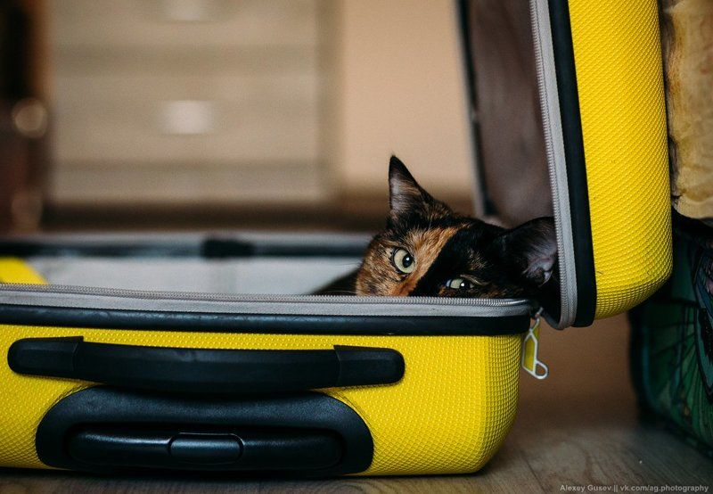 cat,bag,suitcase,travel,wanderlust,road,trip,yellow Vacation timephoto preview
