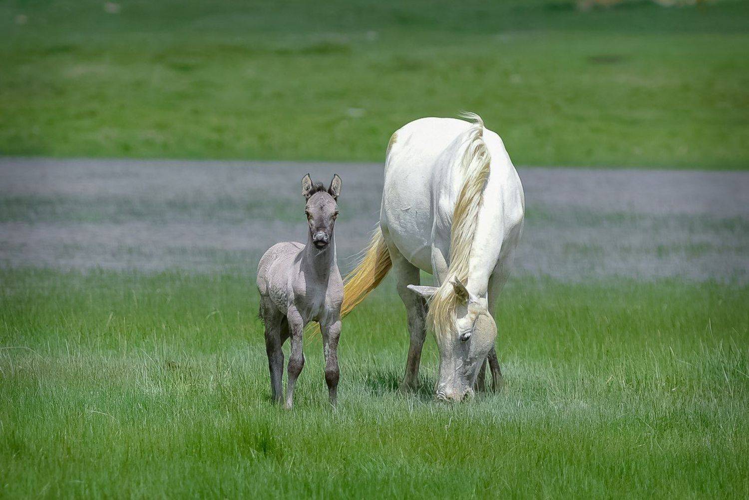 , Роман Карамышев