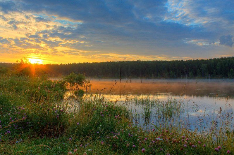 Берег, Клевер, Лес, Лето, Небо, Облака, Пейзаж, Природа, Рассвет, Солнце, Трава, Утро Утренняя тишинаphoto preview