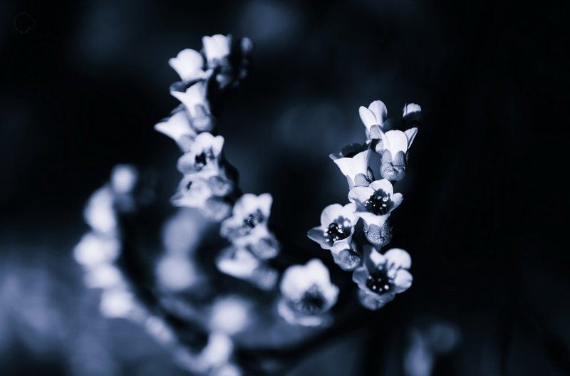 Murmurs Nodulesphoto preview