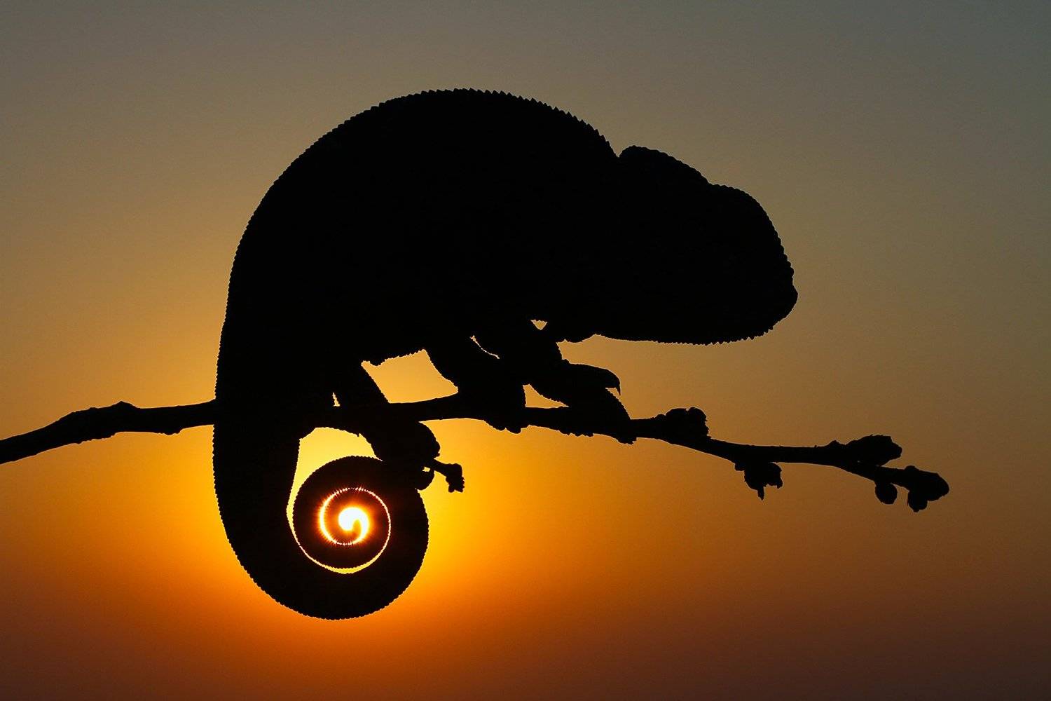 nature, chameleon, animal, reptile, canon, sun, sunset, wildlife, summer, mehmet