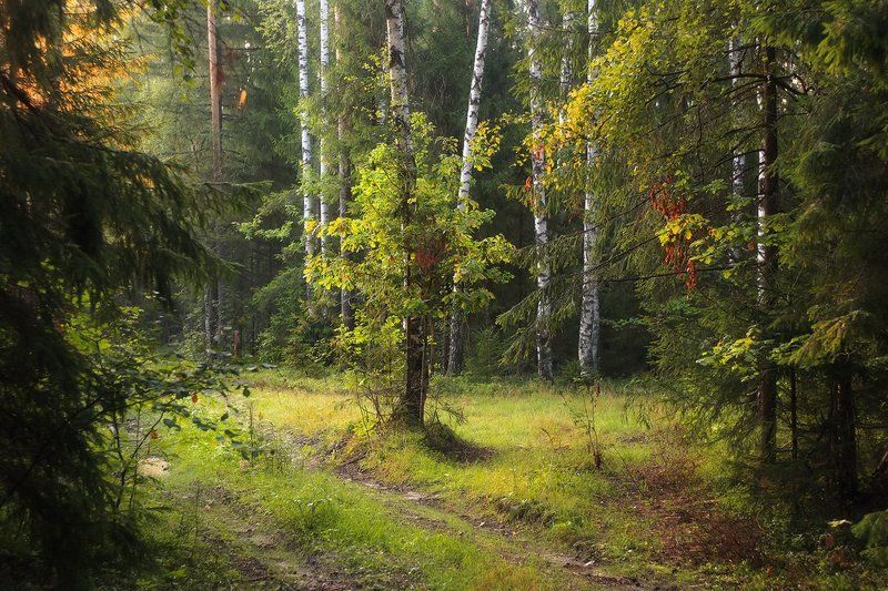 В утреннем светеphoto preview