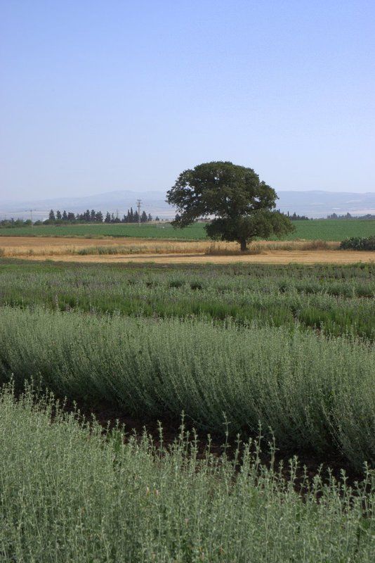 линии, пятна, природа, свет Травыphoto preview