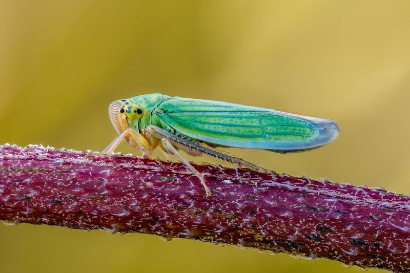 Цикадкаphoto preview