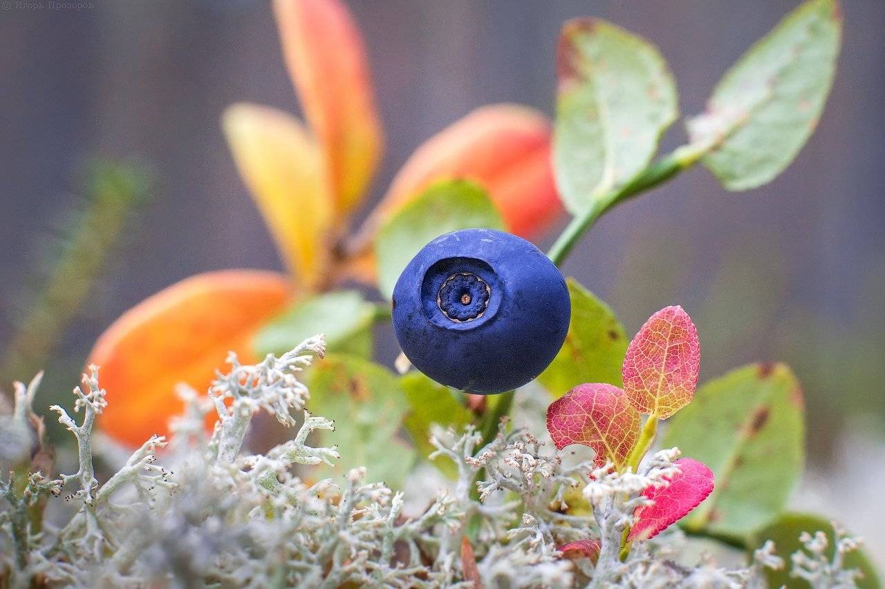 макро, черника, кольский полуостров, Игорь Прозоров