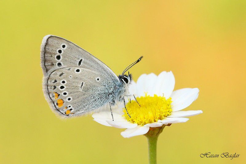 Butterflies, Daisy, Flowers Hatay\'s Mazarine Bluephoto preview