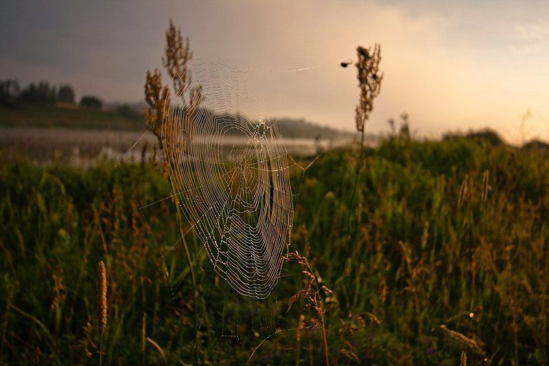 паутина, утро, рассвет, река, солнце, Волга Паутина..photo preview