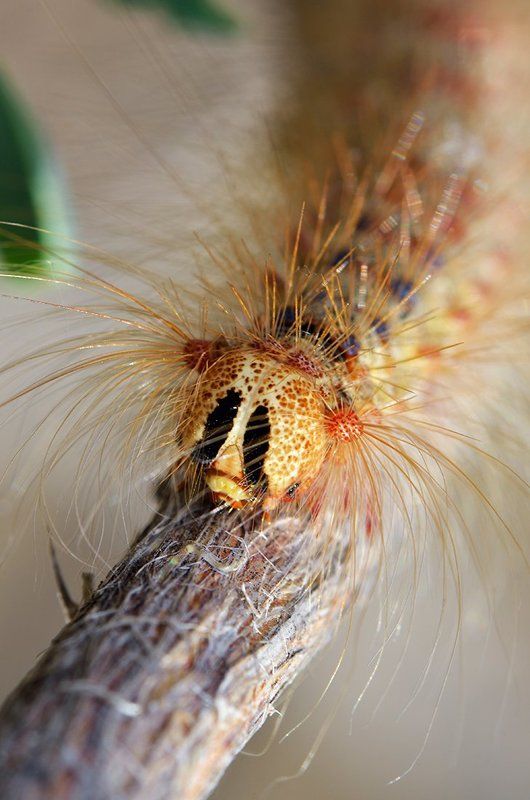 macro. close-up, nature Мохнатое макроphoto preview