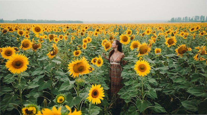 Подсолнухиphoto preview