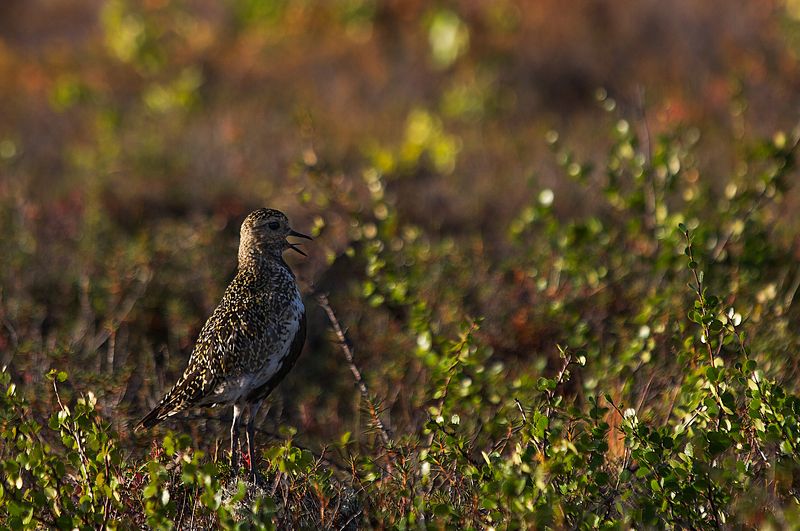 Певецphoto preview