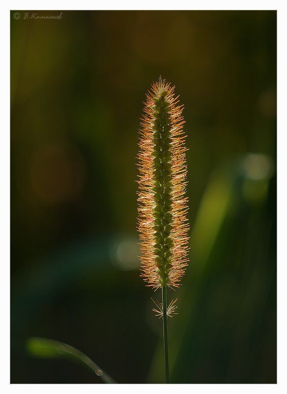 Лето, Природа, Растения, Свет, Трава Лето свой торшер включило... фото превью