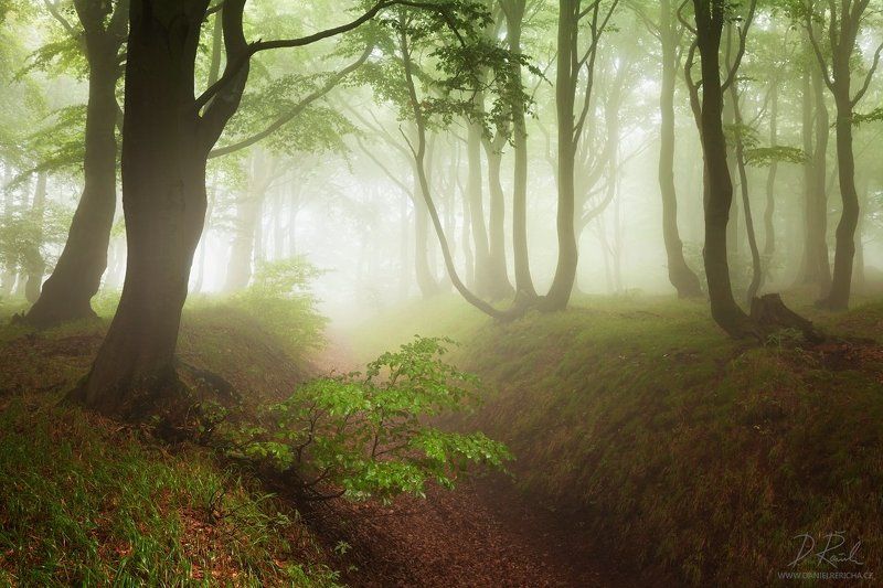 Czech republic, Ore mountains, North Bohemia, Bohemia, Tschechische republik, Erzgebirge, Europe, travel, nature, landscape, mist, fog, summer, summer forest, forest, rain, wet, rainy forest, rainy day, mountains, fine art, foggy, foggy forest, summer col Rainy forestphoto preview